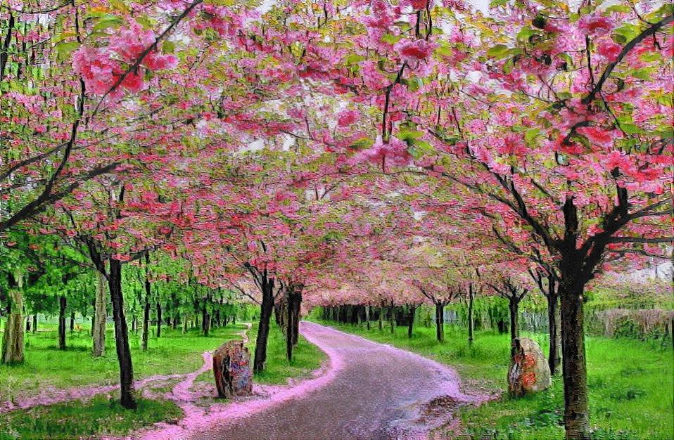 Cherry Blossom trail