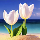 Pink and white tulips on sandy beach with fallen petals, green leaves, blue sky, and sea