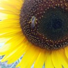 Vibrant sunflower with cosmic pattern, ladybug, and bee in digital image