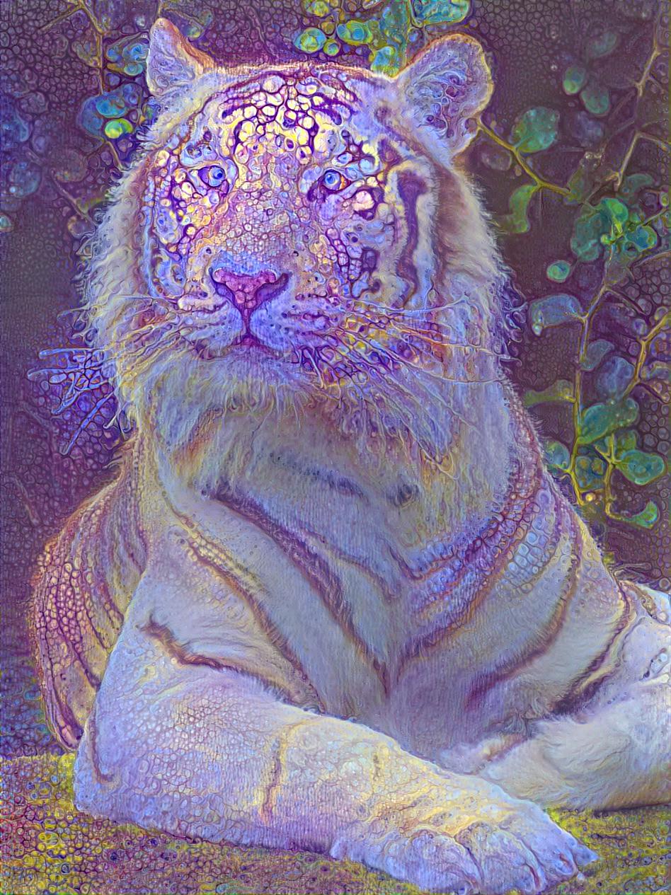 Tiger Stare