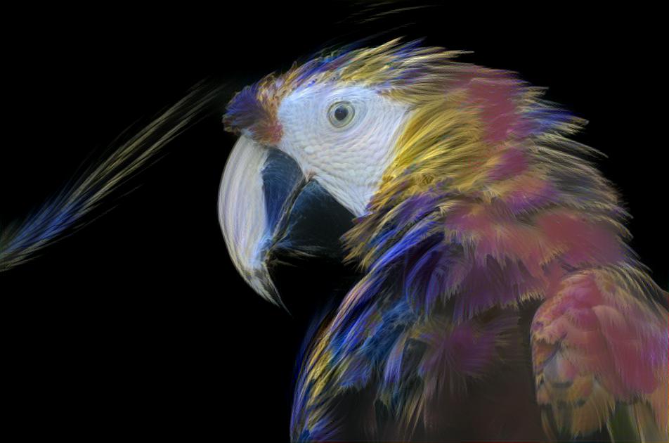 Multi-Colored Parrot
