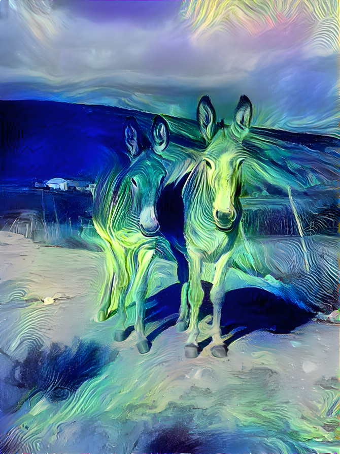 Karoo Donkeys