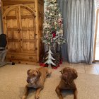 Four Wrinkled-Faced Dogs Around Christmas Tree in Snowy Room