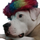 Colorful Rainbow-Hued Dogs with Purple Beret on Black Background