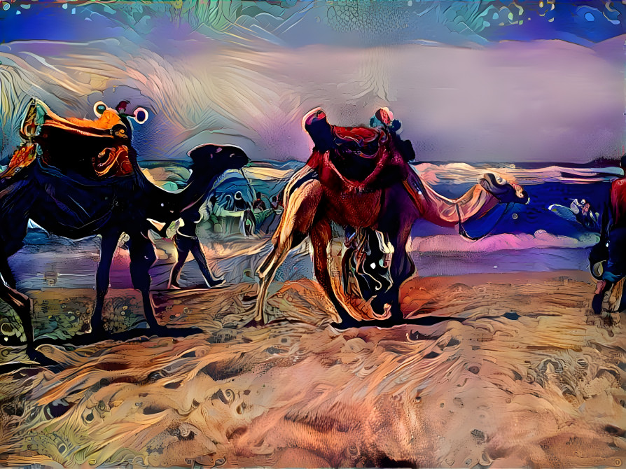 Camel caravan on the beach at sunset