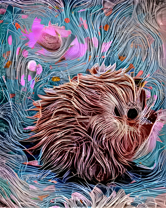 Hairy Hedgehog