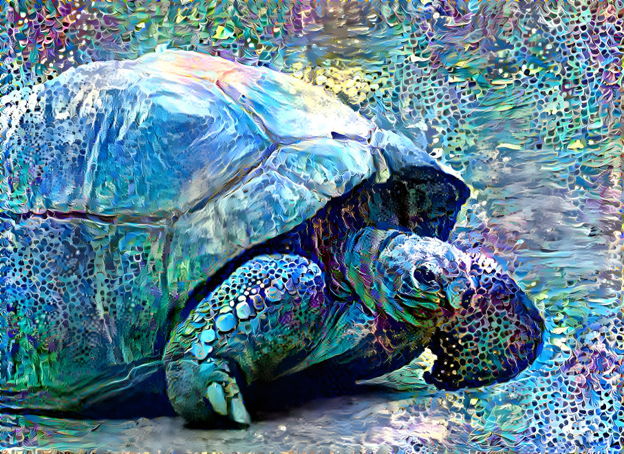 Aldabra tortoise, LA Zoo