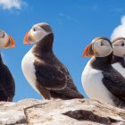 Four Colorful Puffins on Rock Against Blue Sky