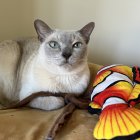 Siamese Cat with Blue Eyes and Toy Fishes on Wooden Floor