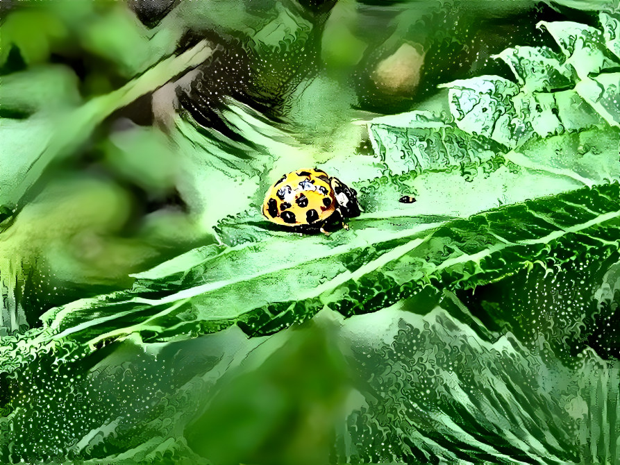 Litlle ladybug