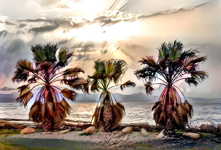 Trio of palm trees