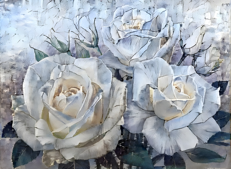 Winter white roses