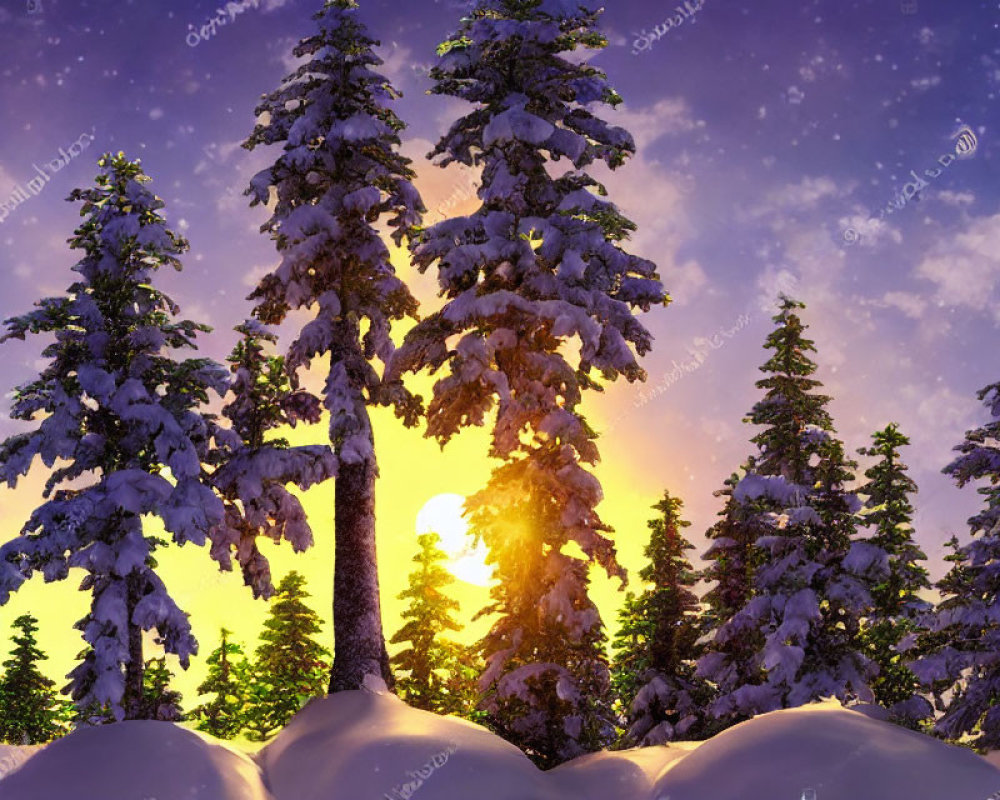 Winter scene: Snow-covered pine trees at sunset with purple skies and falling snowflakes