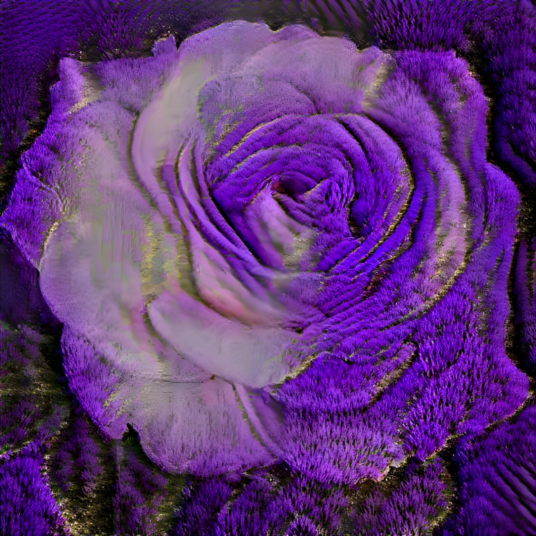 Lavender Field Rose