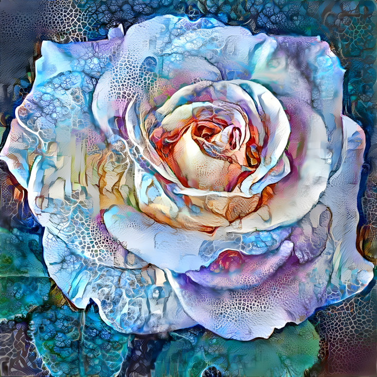 Rose of the Sea