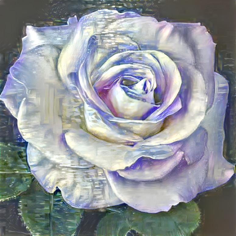 Silvery Purple Rose