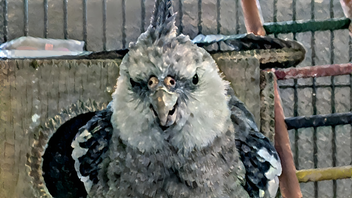 The Grumpy Bird