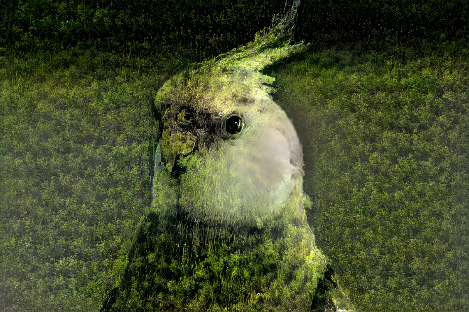 The Cockatiel of the Forest