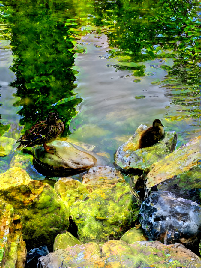 Ducks Resting on the Rocks