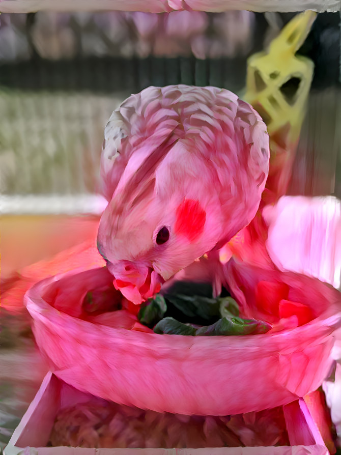 The Pink Cockatiel
