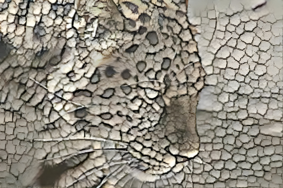 Dusty Leopard