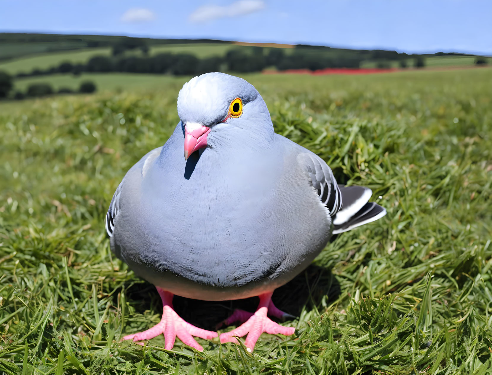 a cute pigeon with big eyes in grass 