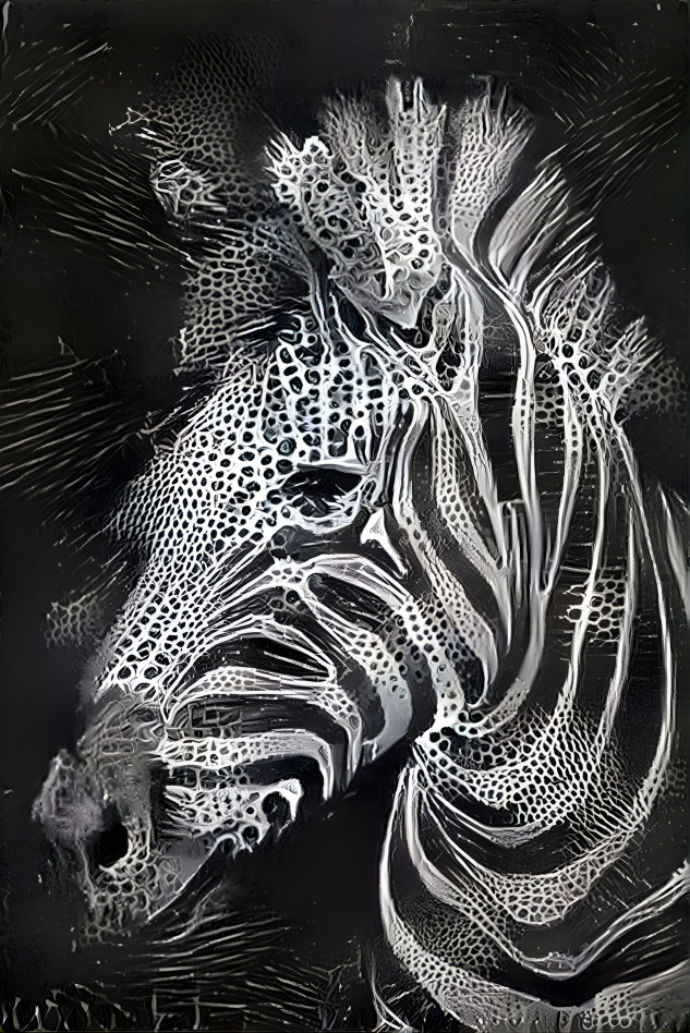 Lacey zebra