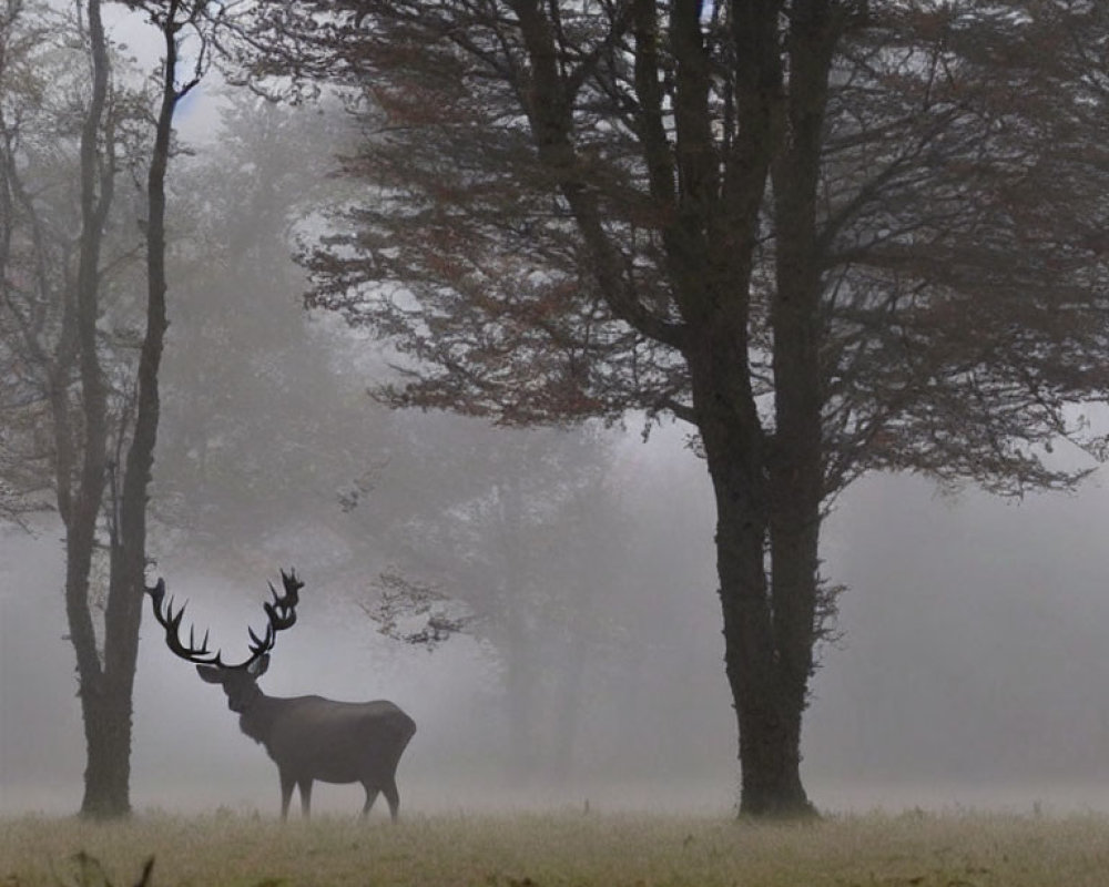 Majestic stag in foggy forest clearing