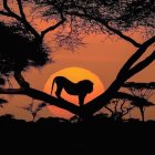 Silhouetted lion against vibrant sunset on tree branches