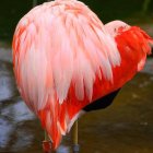 Vibrant pink flamingos preening with intricate feathers and distinctive beaks against tranquil water.