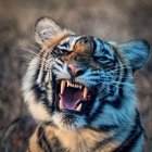 Fierce tiger digital art with open mouth and blue stripes