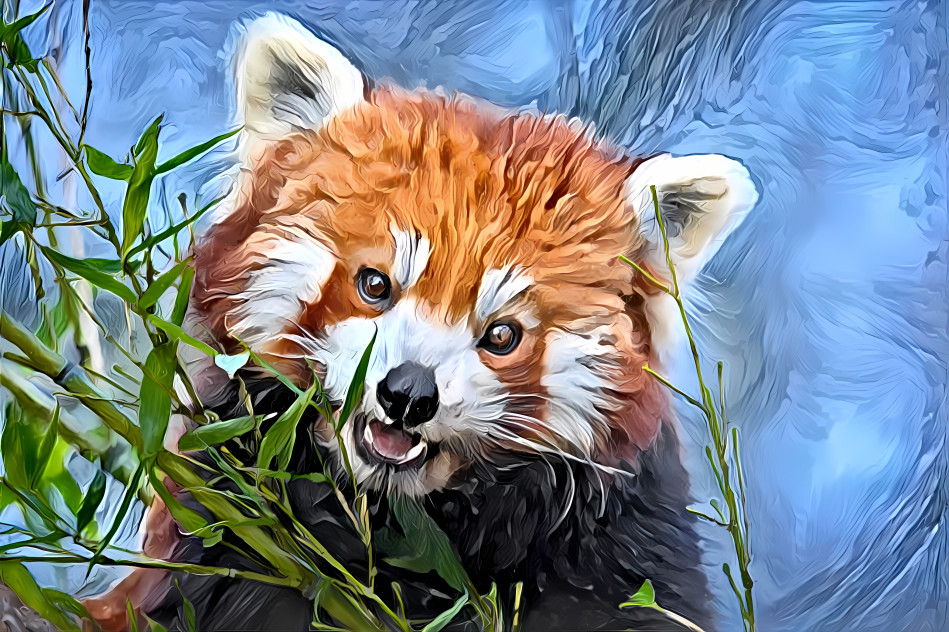 Red panda eating bamboo leaf
