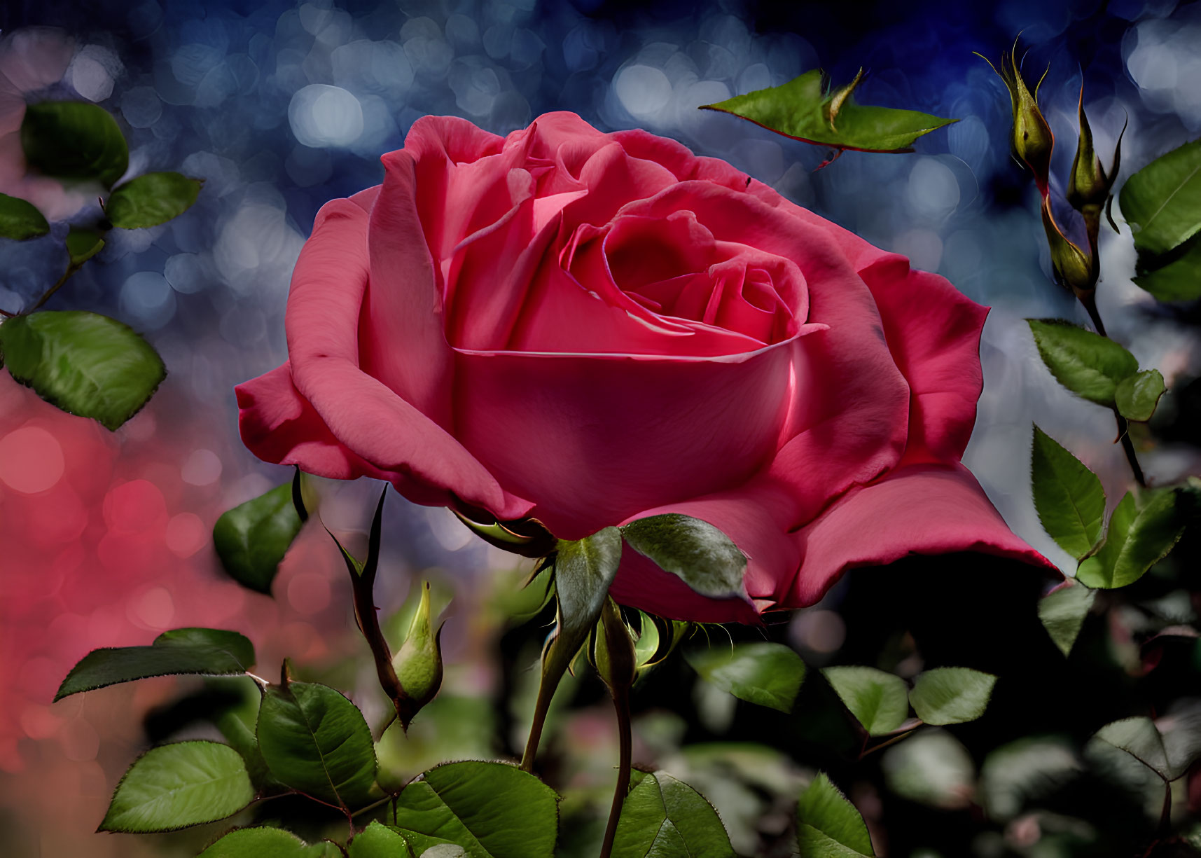 Bright Pink Rose in Full Bloom on Bokeh Background with Green Foliage