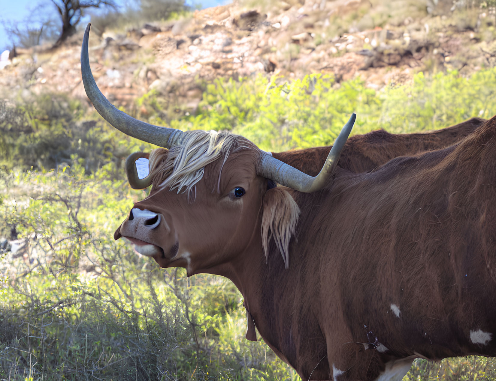 Brown and white Texas Longhorn cow with curved horns in scrubland