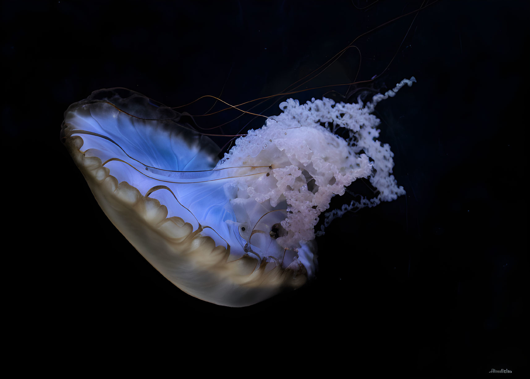 Translucent jellyfish with glowing blue bell and trailing tentacles