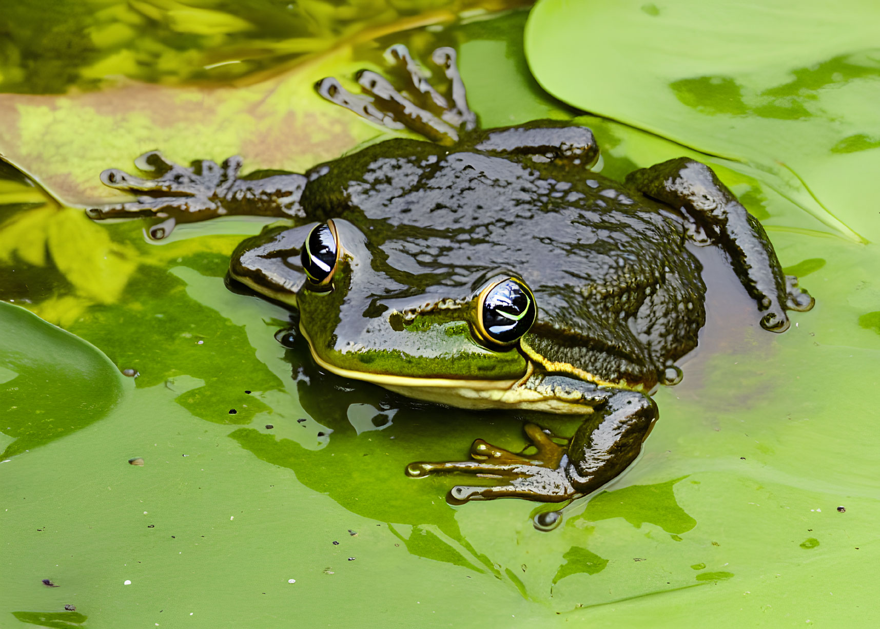 Green frog with yellow eyes on water lily pad in murky pond