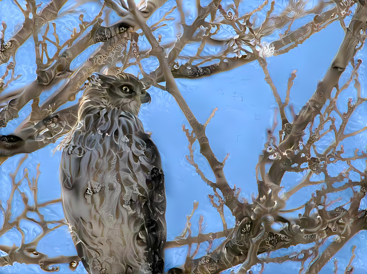 Coopers Hawk dreaming of a little snack