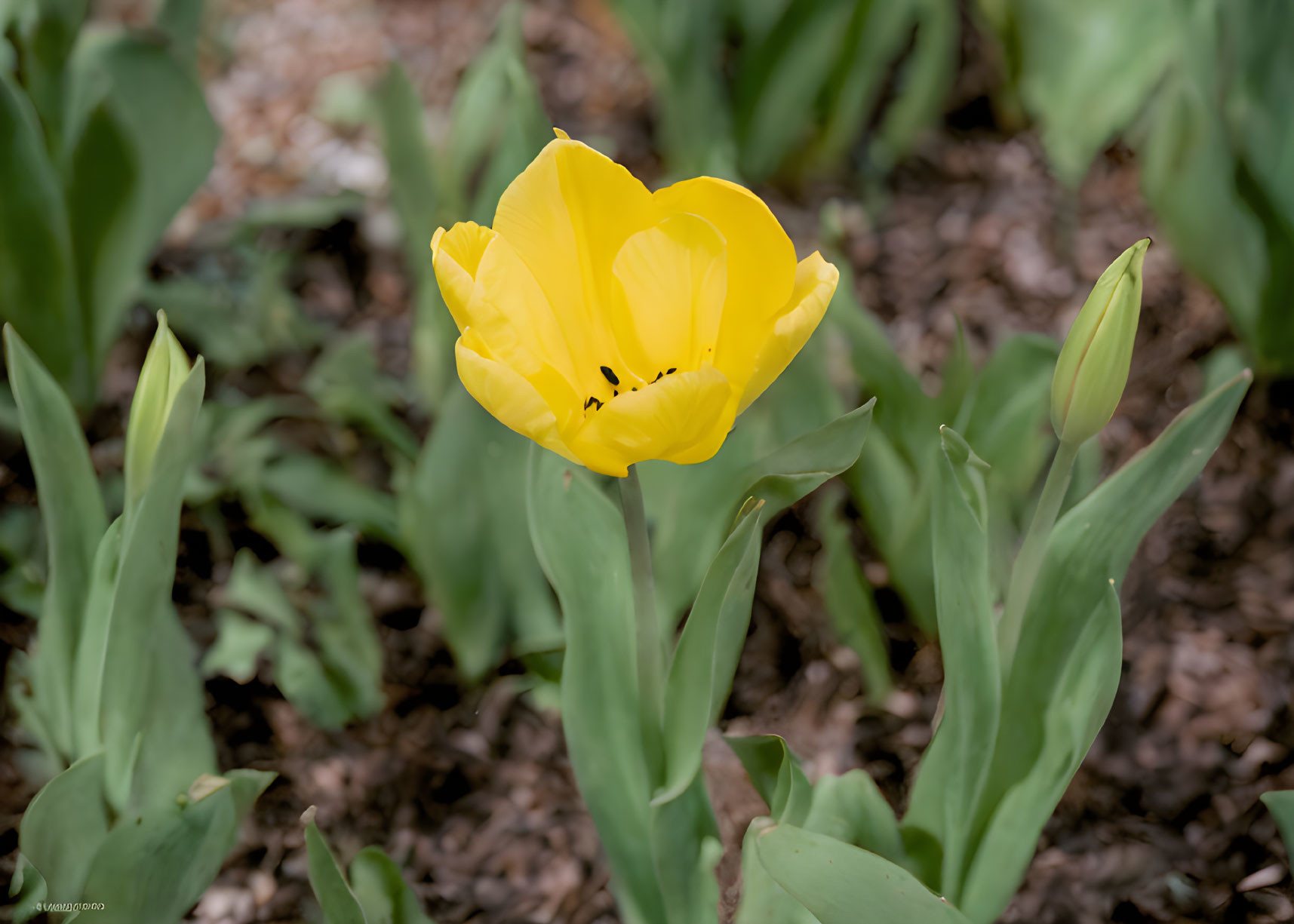 yellow tulip