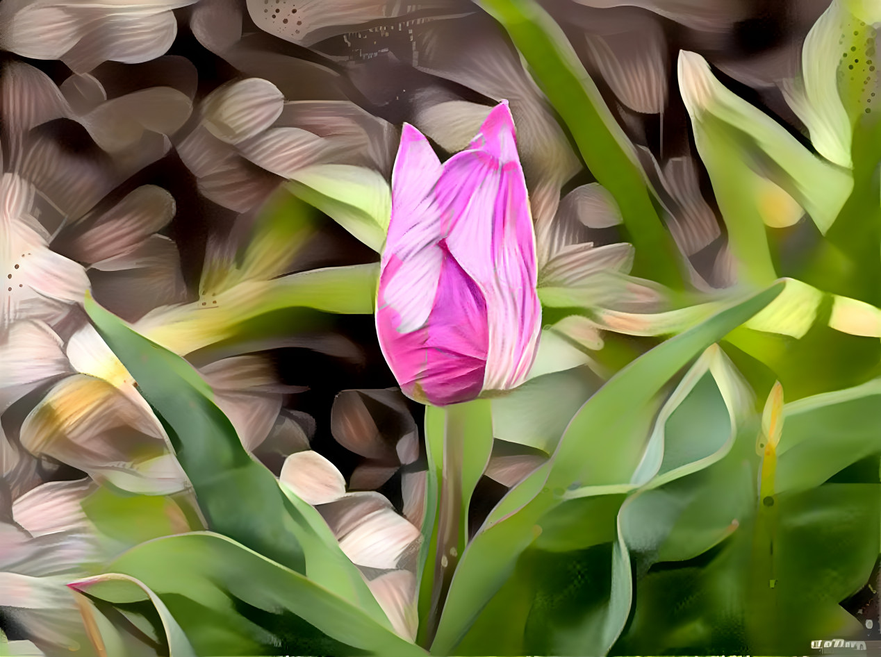 Tulip in the gardens