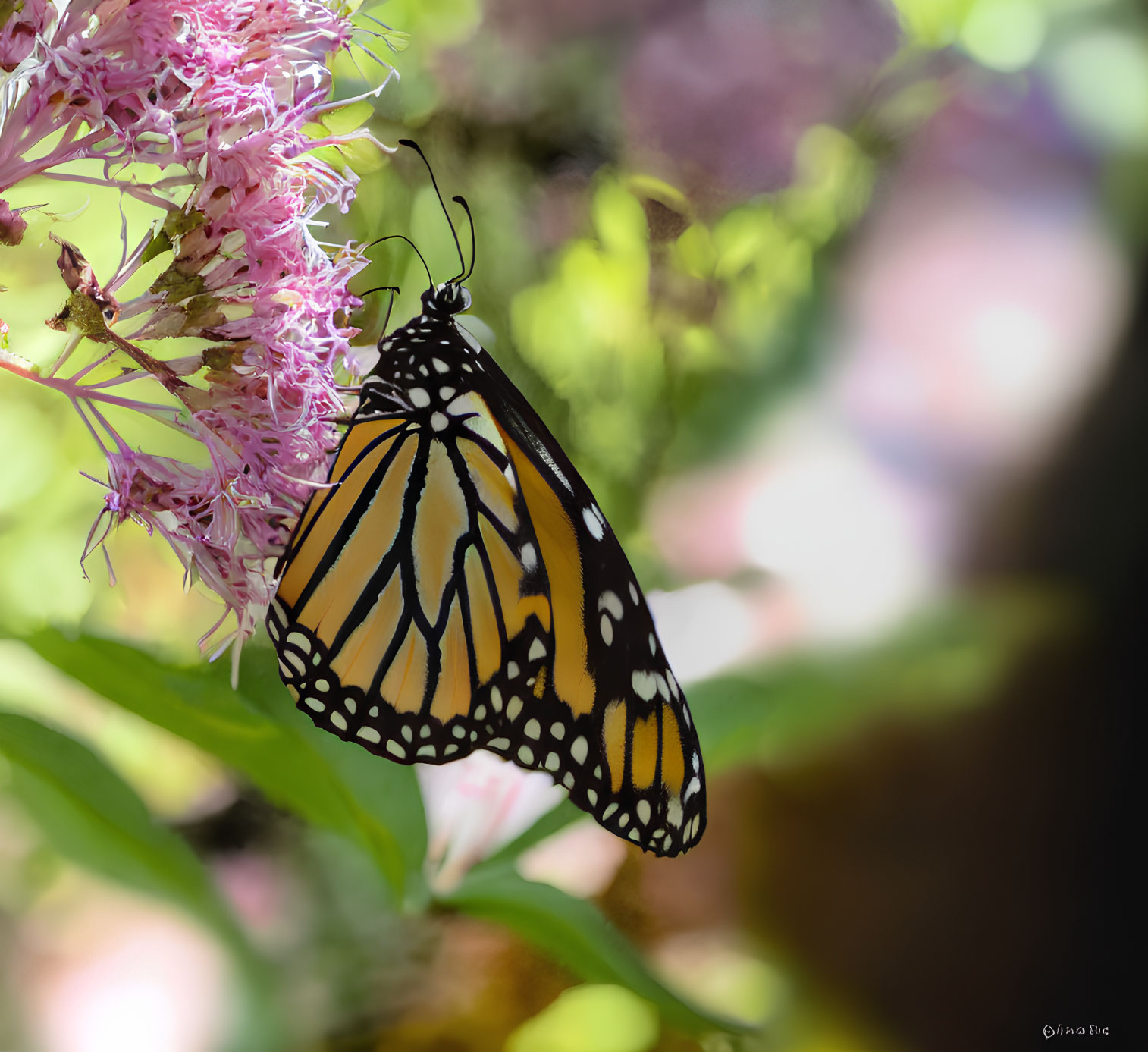 Monarch butterfly perched on pink flowers with orange and black wings