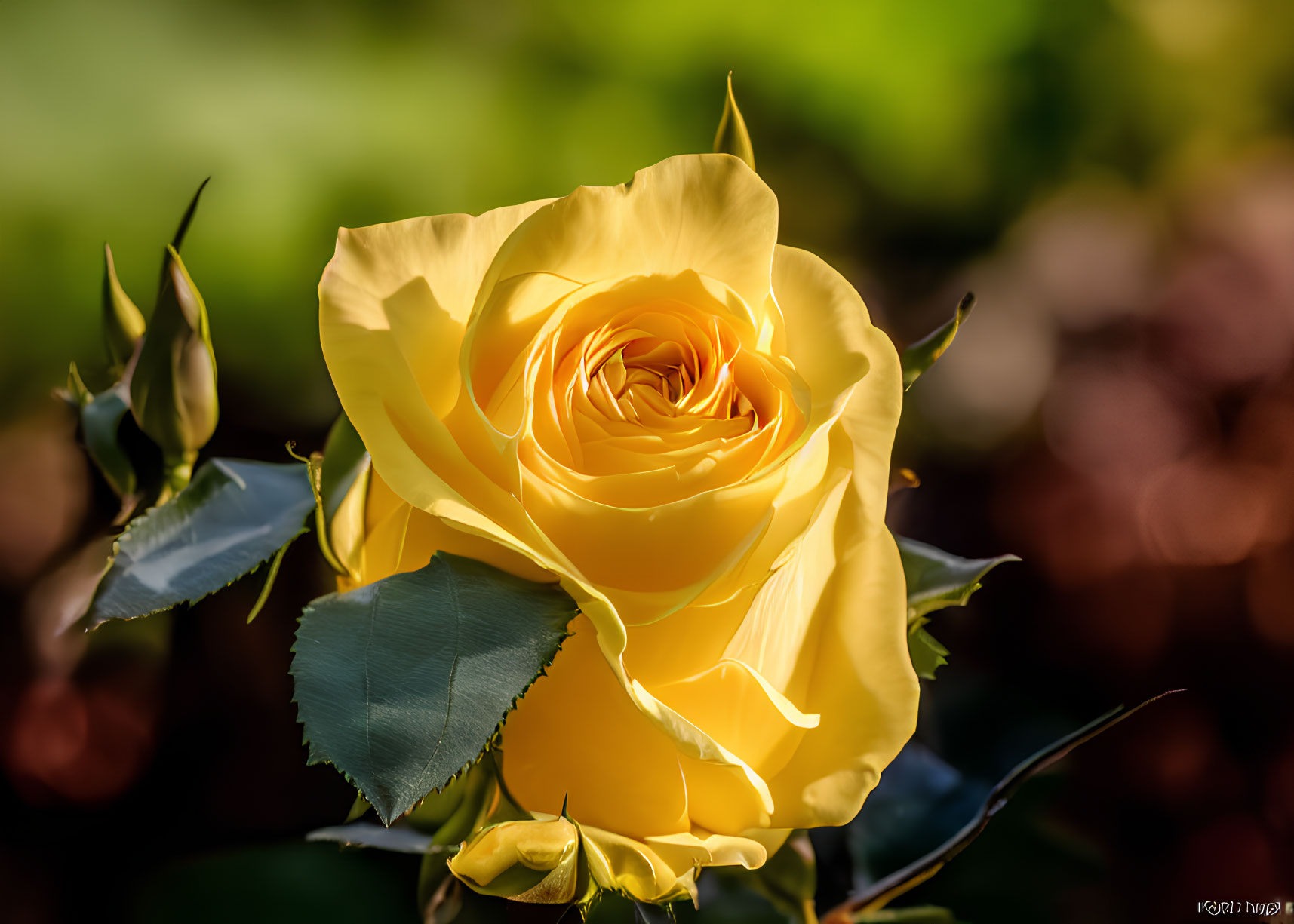 Bright yellow rose in full bloom against soft green background.