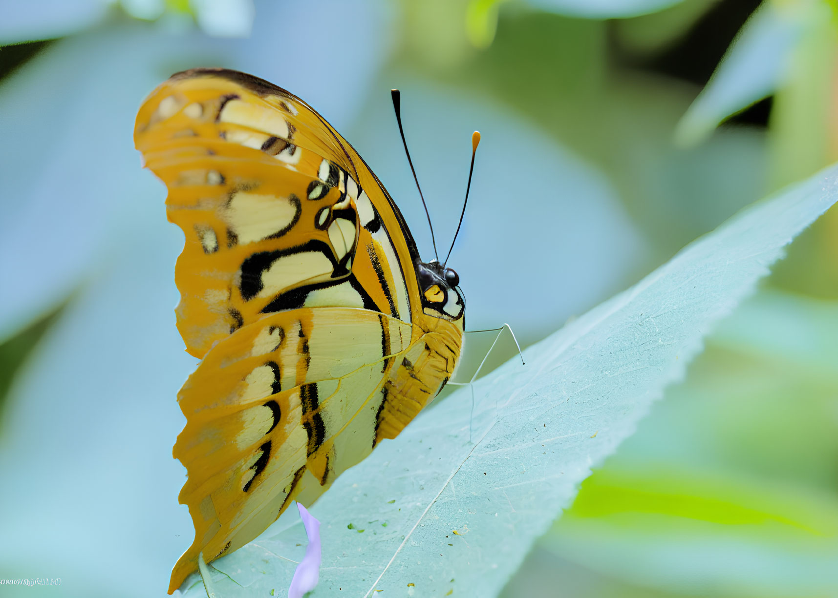 Colorful Butterfly Resting on Green Leaf with Blue Background
