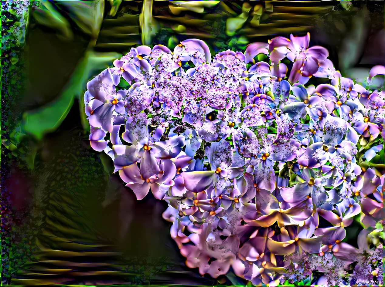 lilacs