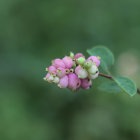Pink and White Berries Branch on Green Textured Background
