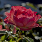 Bright Pink Rose in Full Bloom on Bokeh Background with Green Foliage