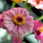 Colorful Flower Digital Artwork with Pink Blossom on Dark Background