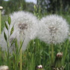 Lush green meadow with large dandelion seed heads