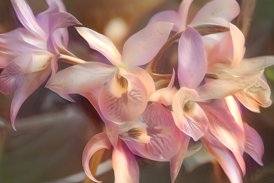Pretty Pastel Orchids