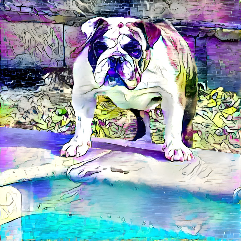 Bulldog anglais