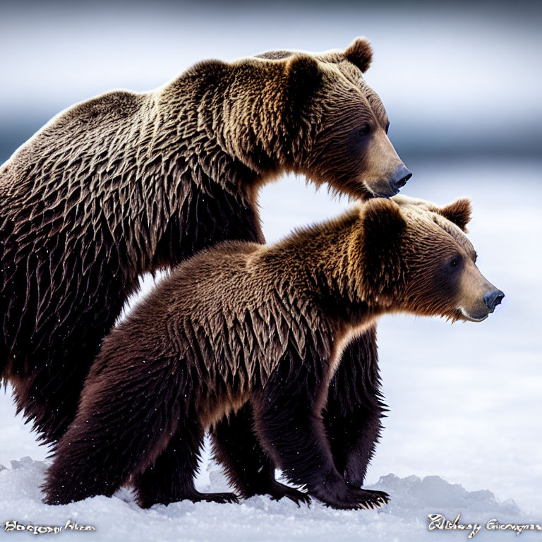 Two Brown Bears in Snowy Scene Looking Sideways